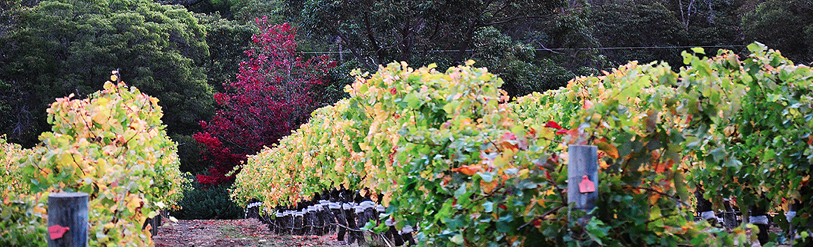 Frog Choir Winery